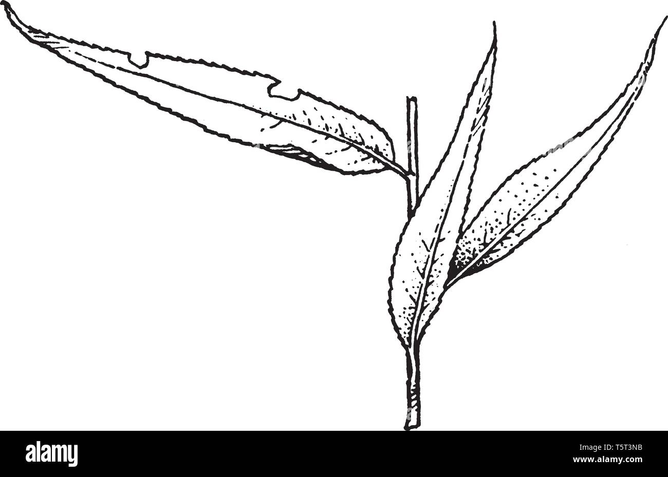 Salix Tetrasperma, commonly called Indian willow, is a medium-sized tree of wet and swampy places; leaves are silky and four times as long as broad, v Stock Vector