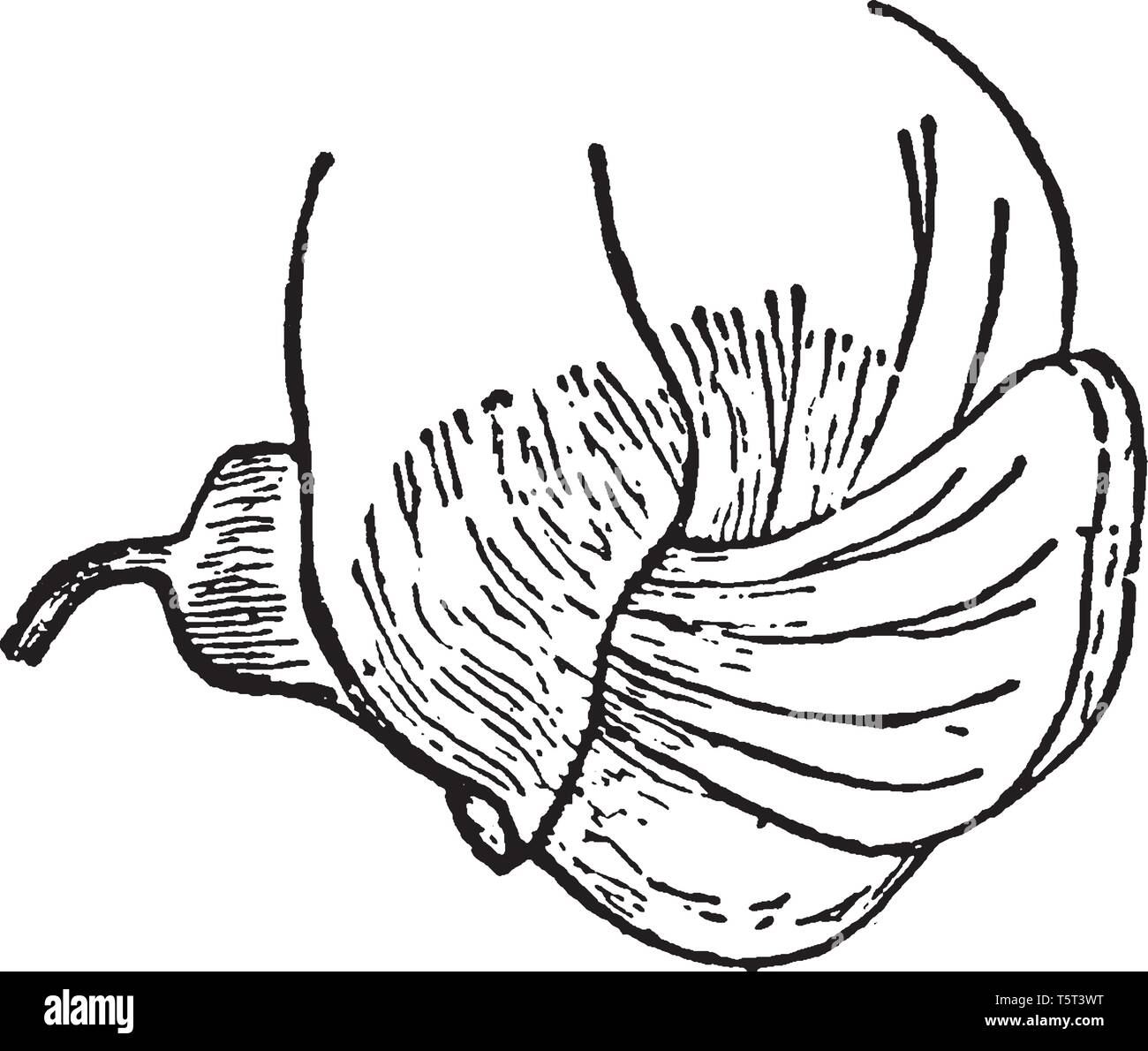 Pisum Sativum are flowers with the characteristic irregular and butterfly-like corolla, picture shows a growing petal of the flower. The wings in turn Stock Vector