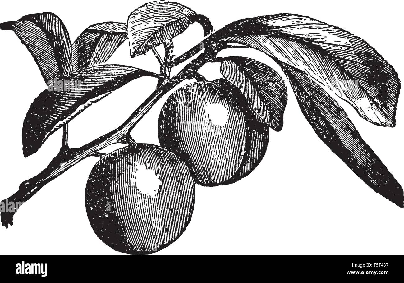 A class of fruit trees belonging to the same genus as the apricot, almond, peach, and cherry, and cultivated in all countries, vintage line drawing or Stock Vector