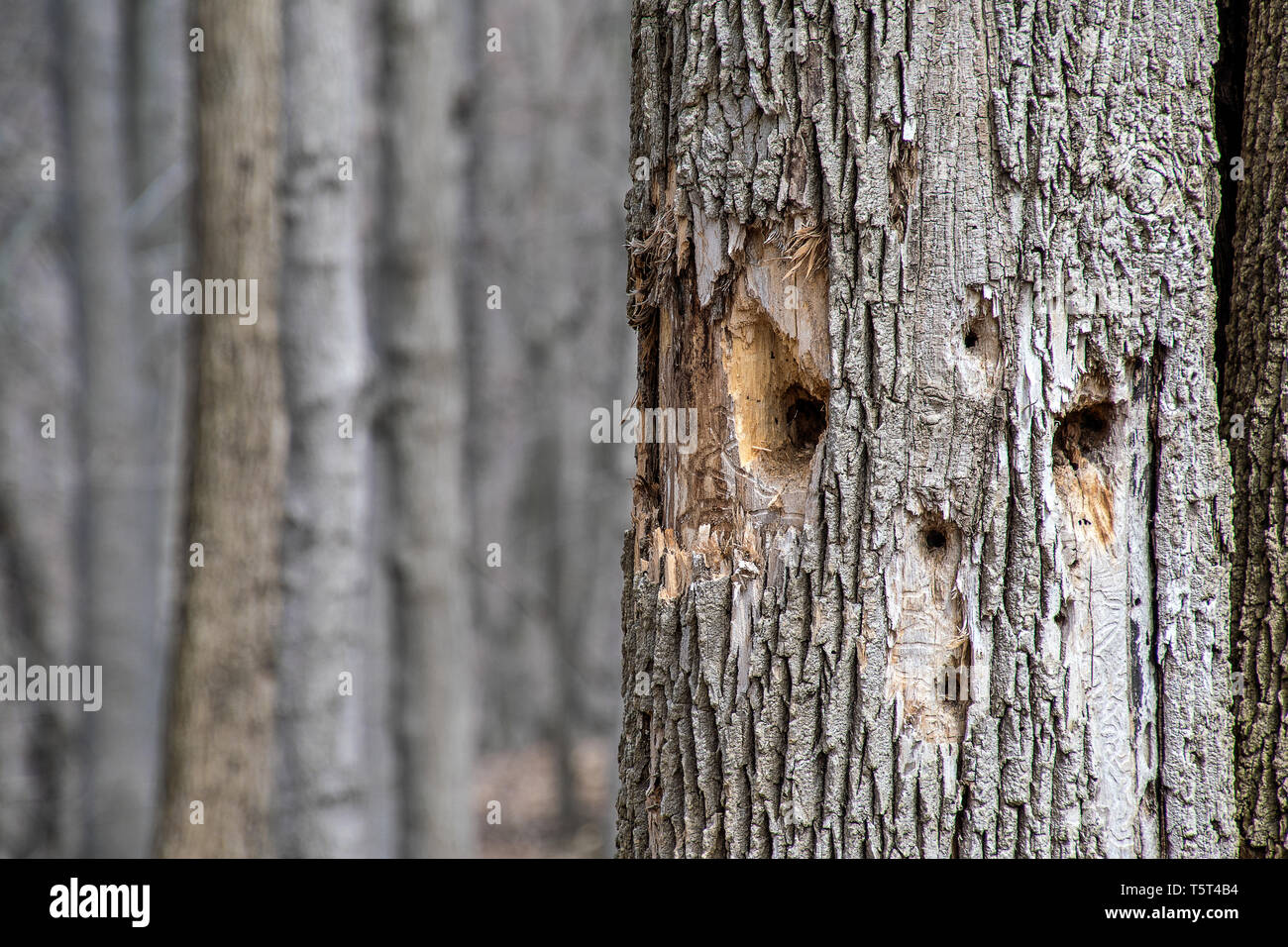 unique face pattern made by woodpecker in tree trunk Stock Photo
