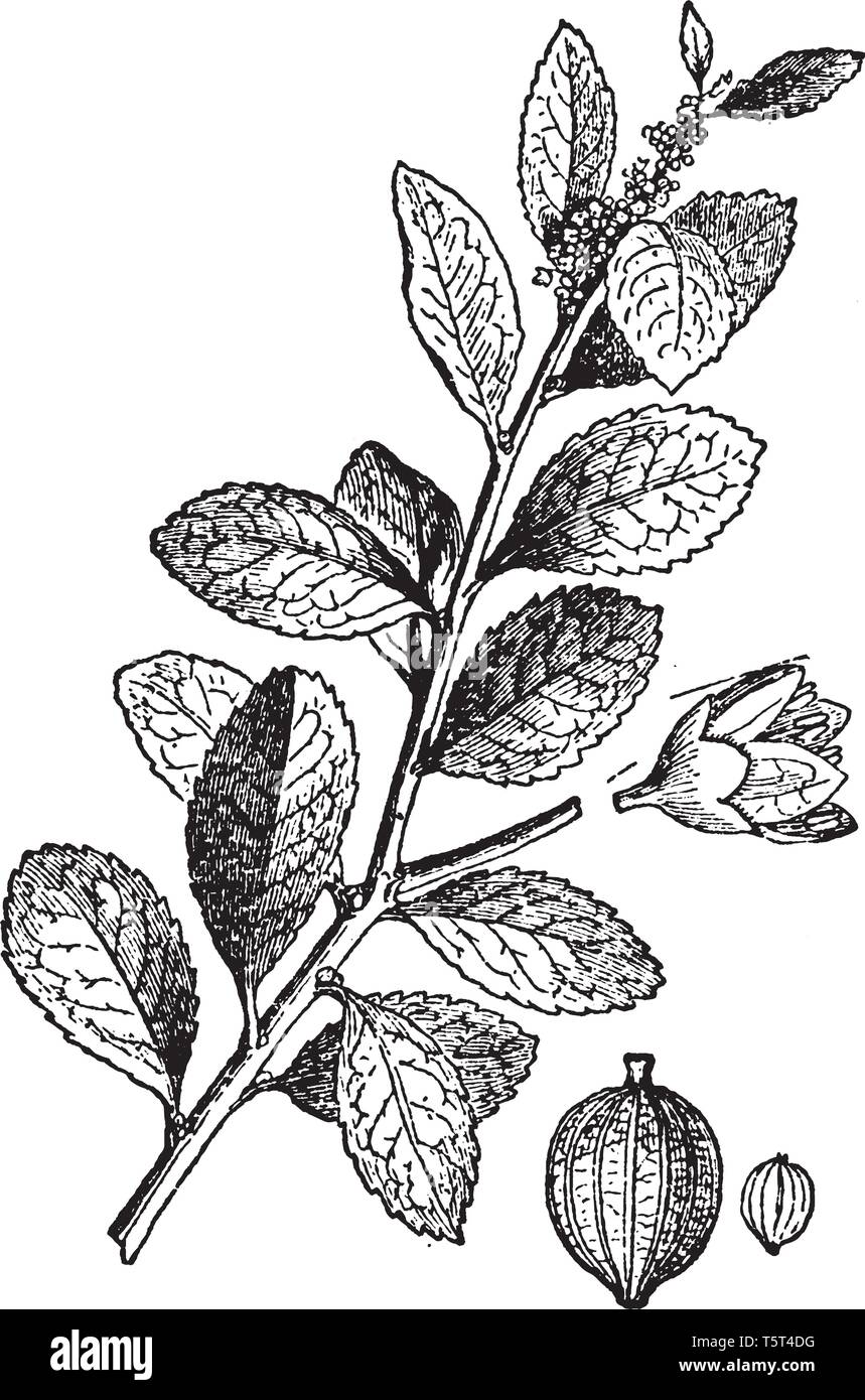 A picture showing branch of Paraguay tea which is a South American tree whose dried leaves produce a tea when boiled, vintage line drawing or engravin Stock Vector