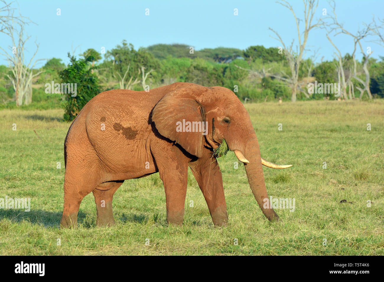 Loxodonta africana, Afrikanischer Buschelefant, Afrikanischer Steppenelefant, Afrikanischer Elefant, afrikai elefánt, African savanna elephant Stock Photo