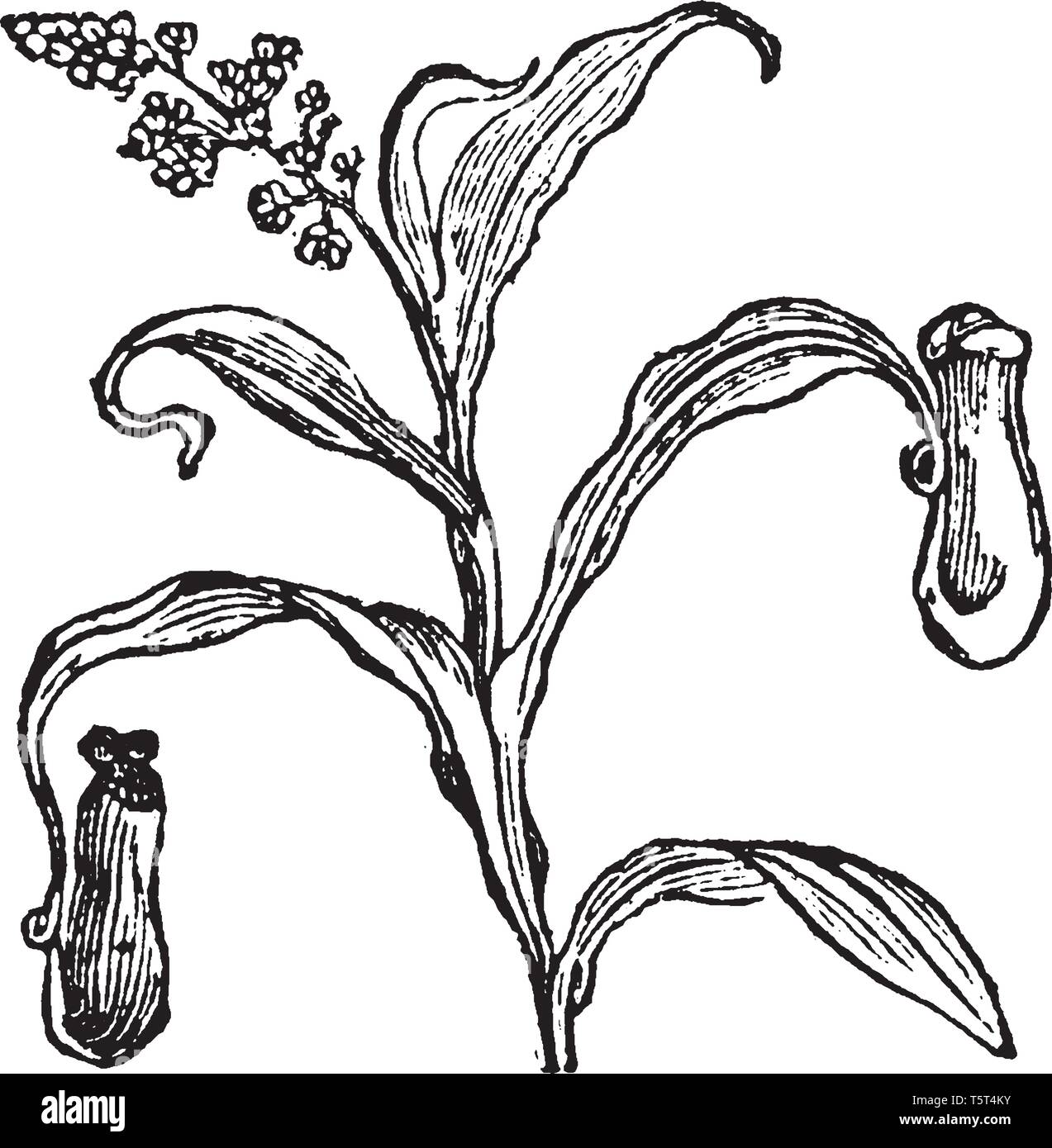 This is a picture of Pitcher plant. Pitcher plants are carnivorous