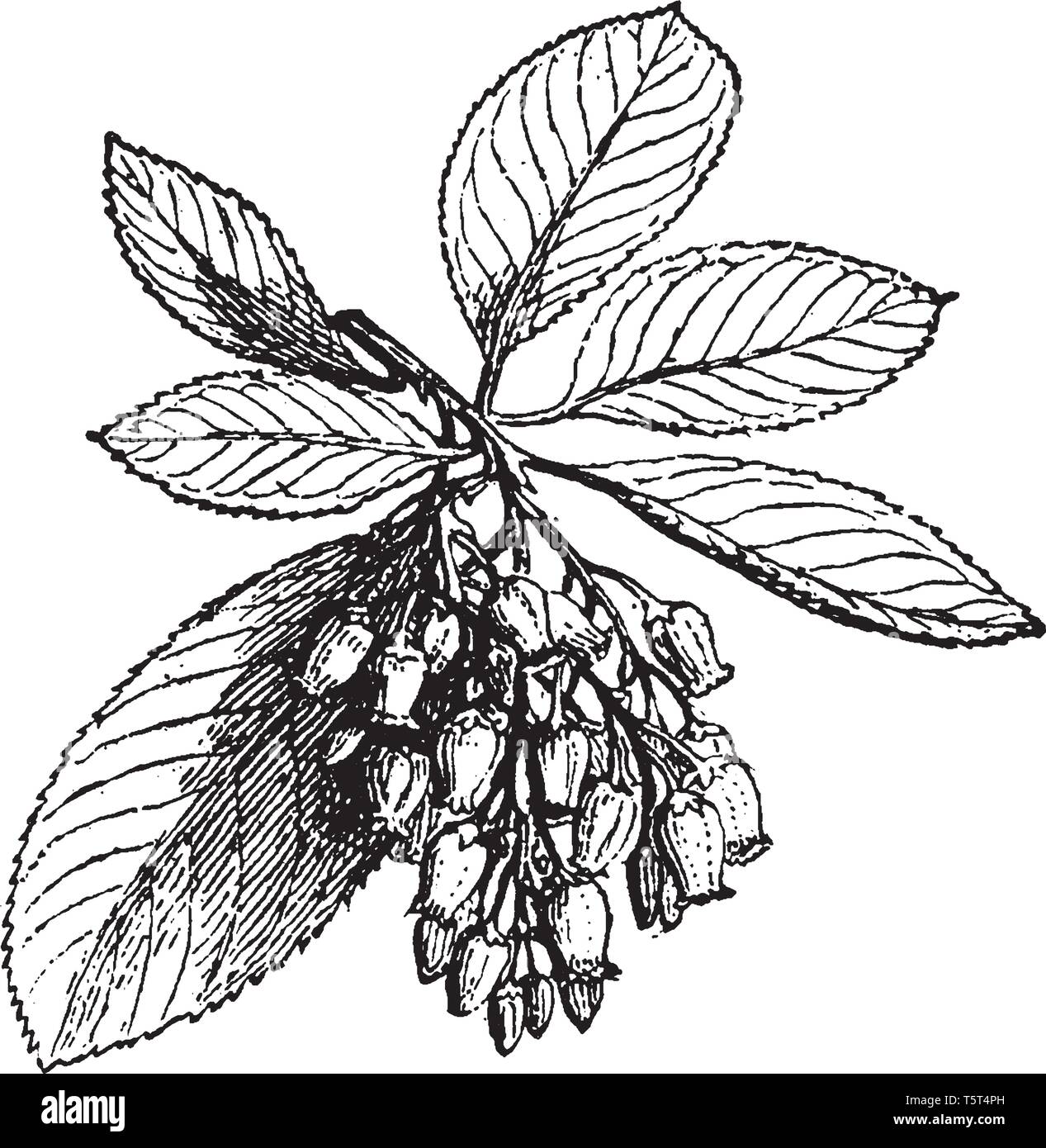 A picture showing the Branch of Strawberry tree with a bunch of Strawberry flowers hanging on it