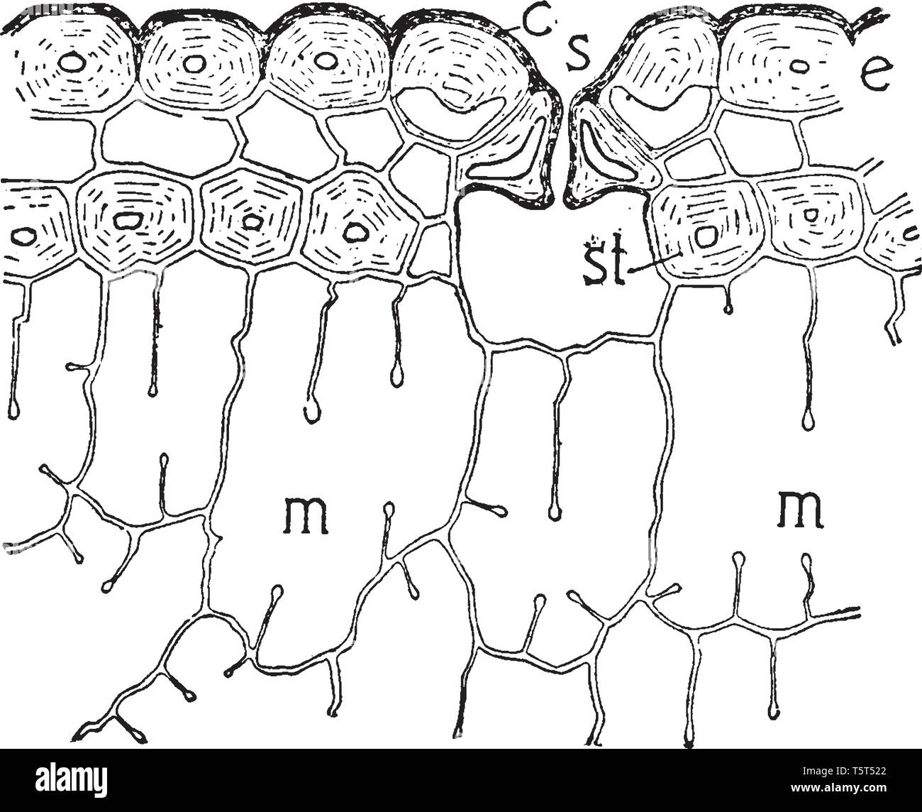 Palisade cell hires stock photography and images Alamy