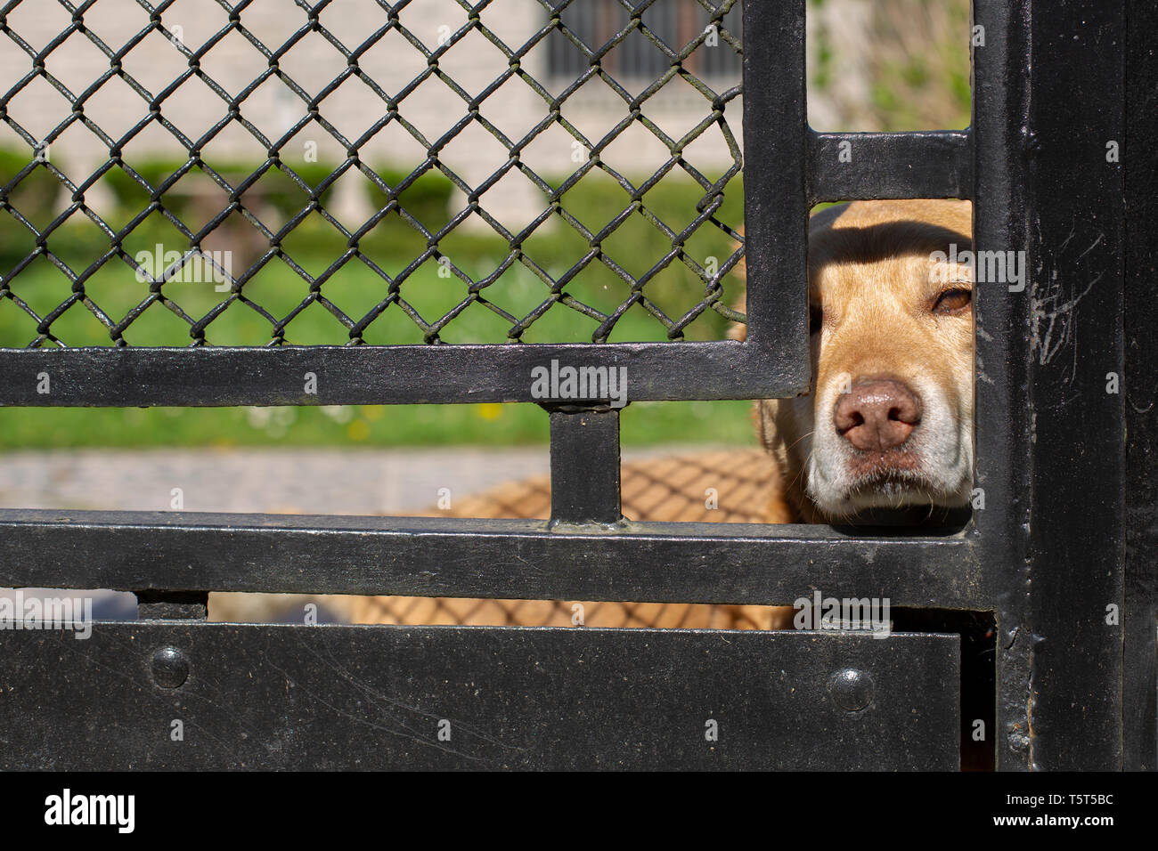 Dog barking fence hires stock photography and images Alamy