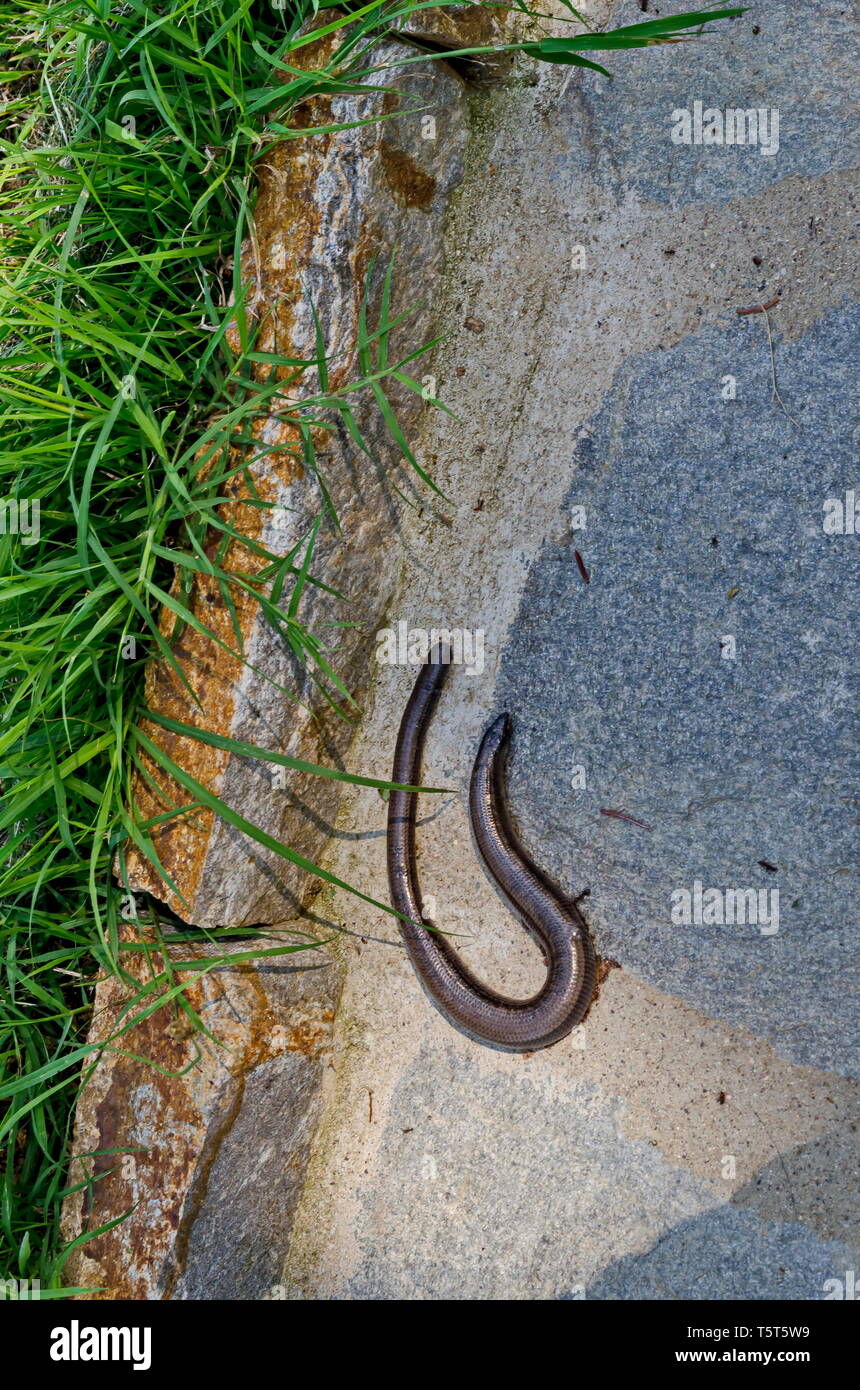 Snake Courtyard Close-up of new brood snake relax on the earth in summer day in the ...