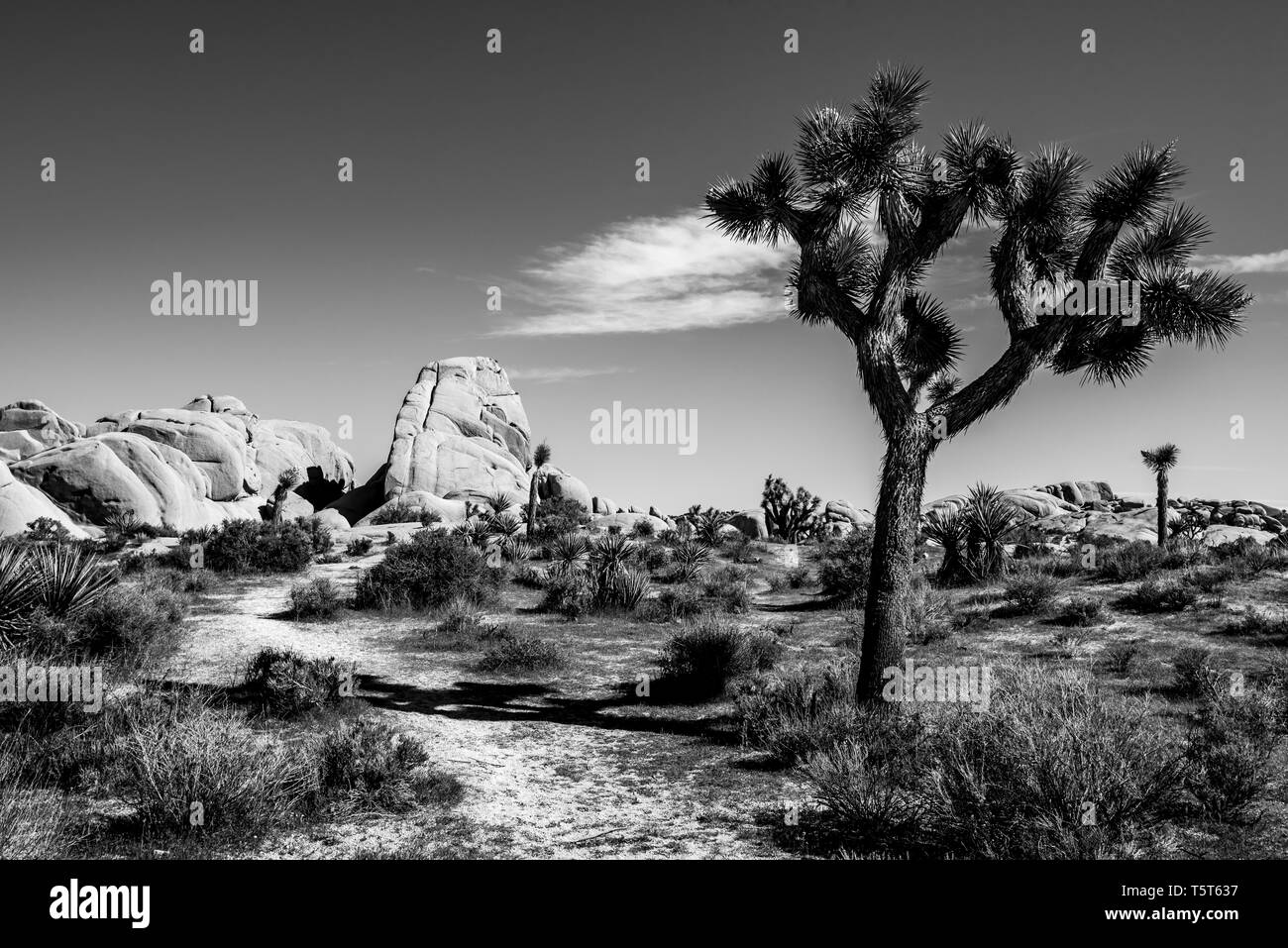 Black and white Joshua Tree landscape with hiking trail and rock formation in Hidden Valley area of the National Park. Stock Photo