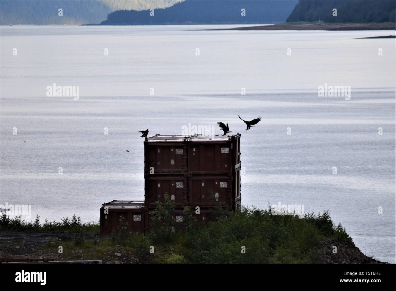 Bald eagles land on a shipping container at an Alaskan port Stock Photo