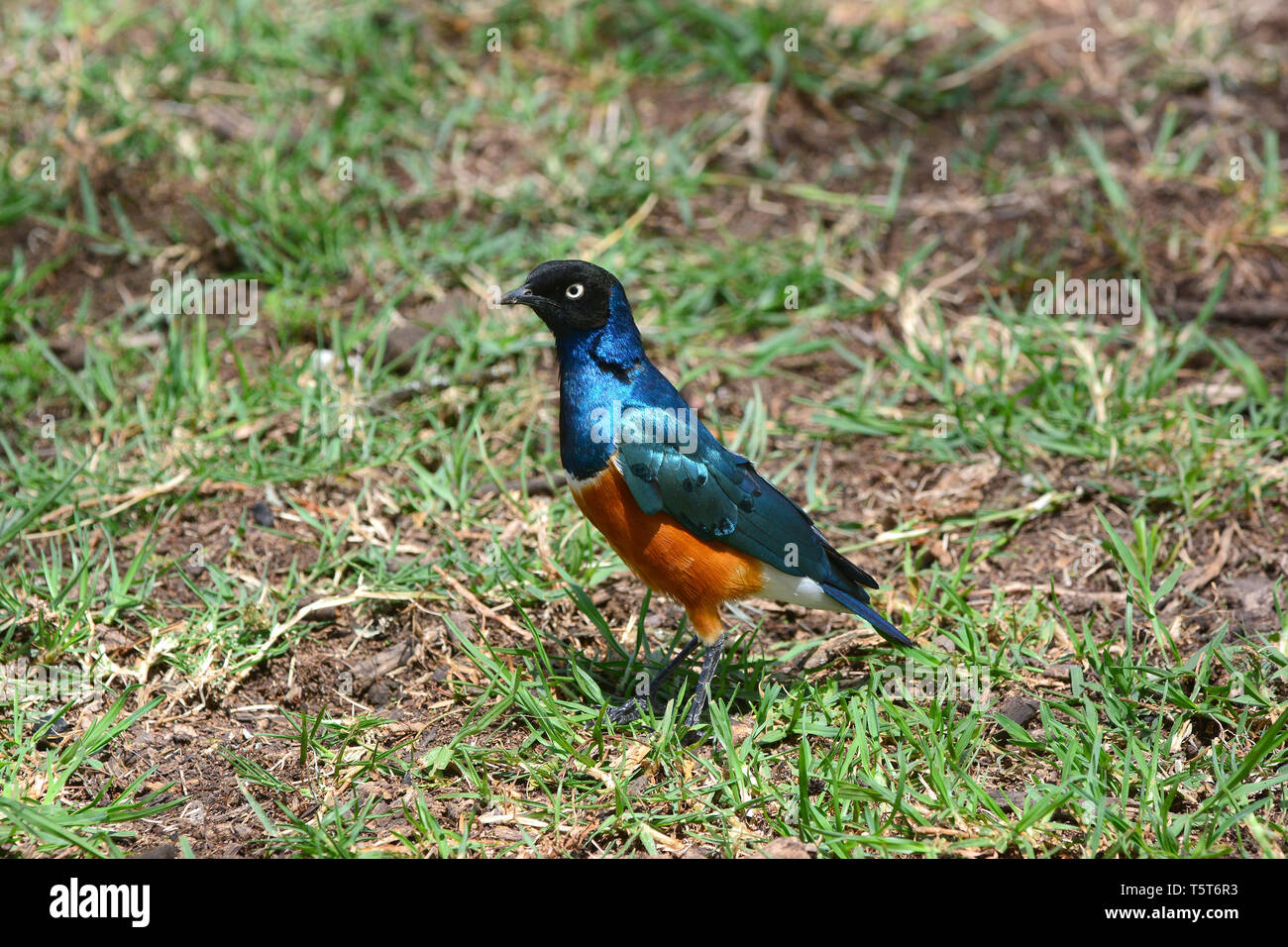 superb starling, Dreifarben-Glanzstar, Lamprotornis superbus, pompás fényseregély, háromszínű fényseregély Stock Photo