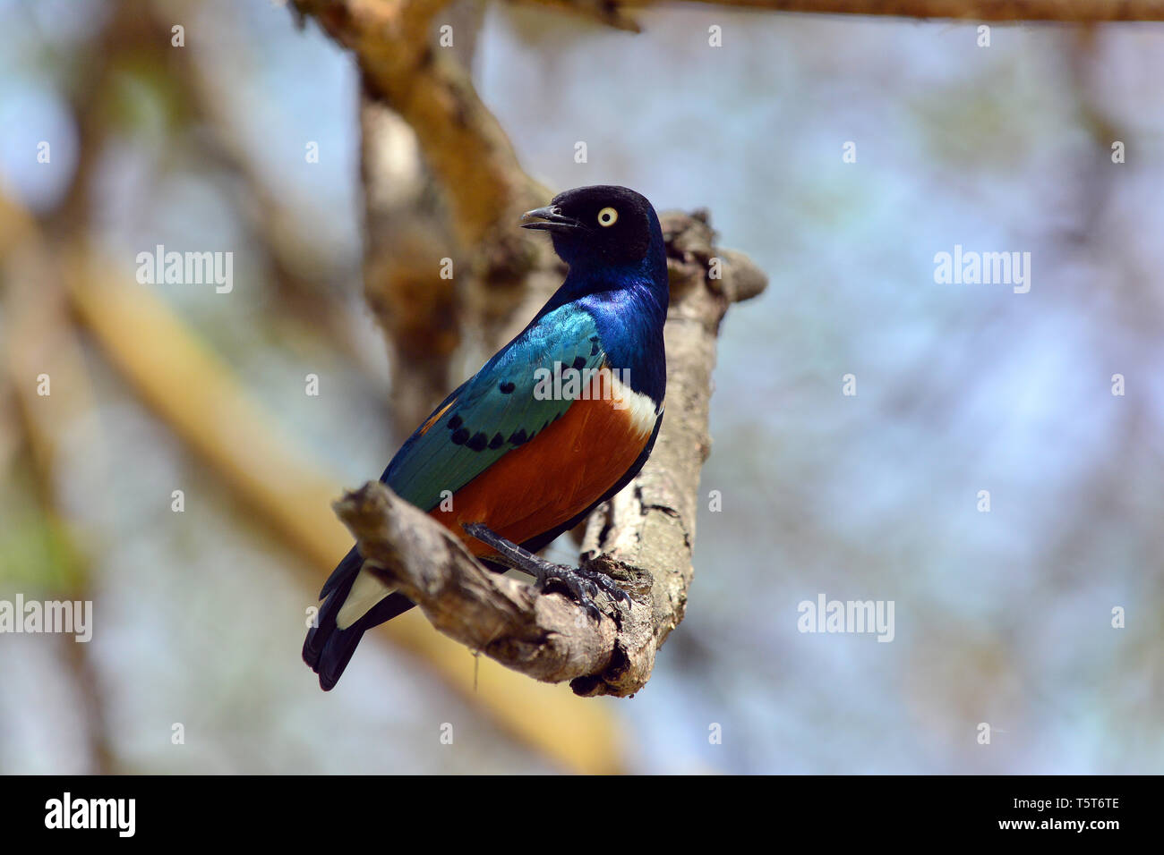 superb starling, Dreifarben-Glanzstar, Lamprotornis superbus, pompás fényseregély, háromszínű fényseregély Stock Photo