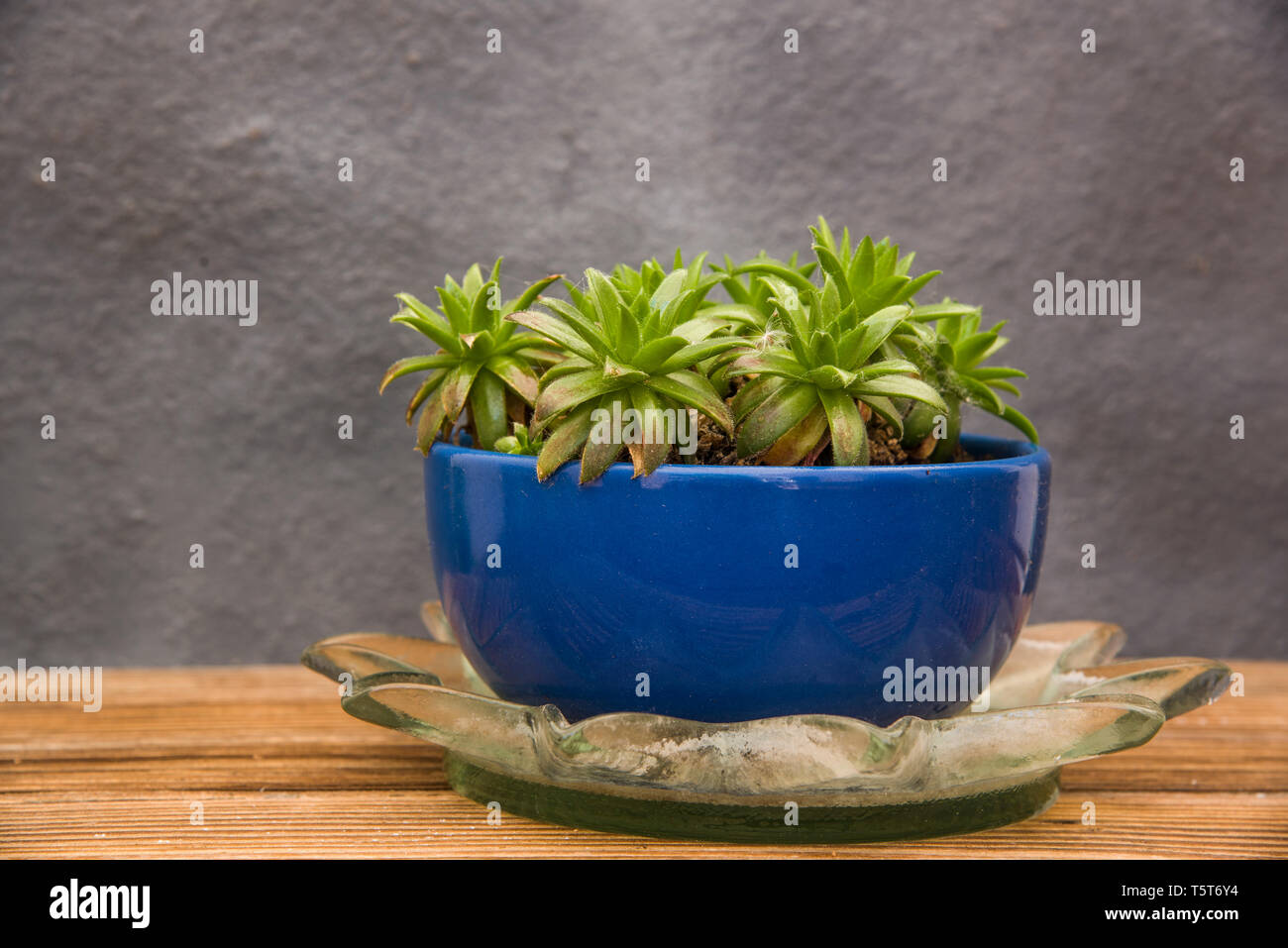 succulent plant in clay pot Stock Photo Alamy
