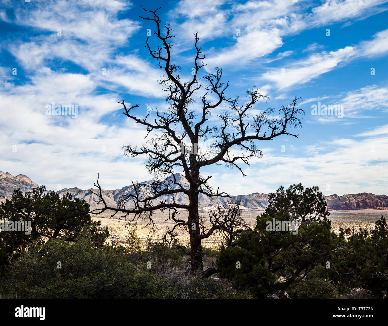 A silhouette of a dead tree snag with the Calico Hills and Turtlehead Mountain in the distance
