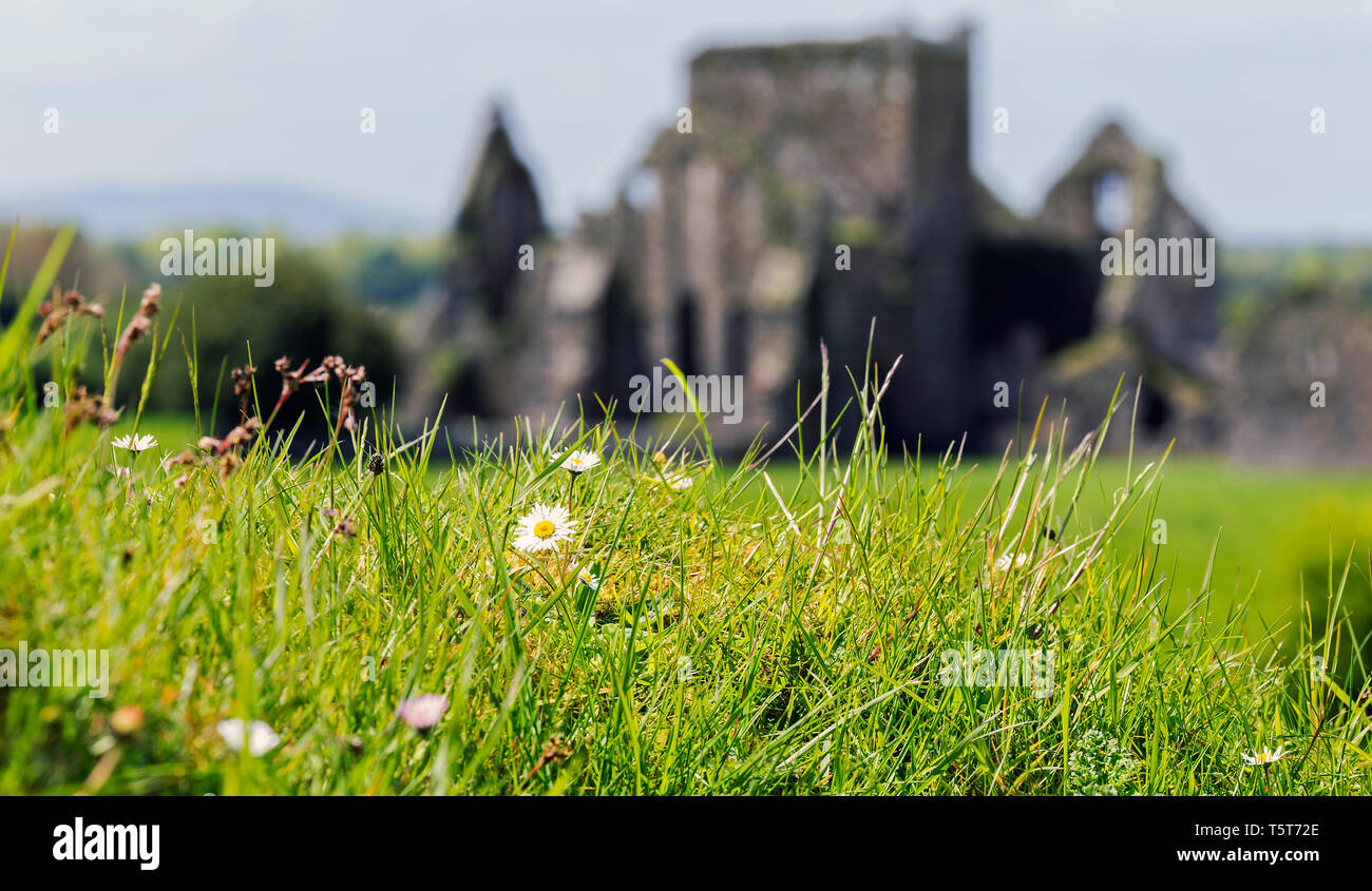 A daisy flower in the foreground with the castle Rock of Cashel, Ireland blurred in the background. Stock Photo