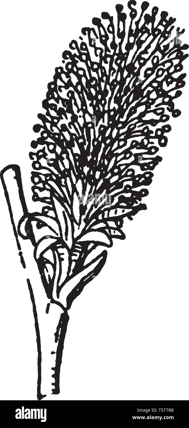 Willow Catkin Is Known As Sallows It Is Deciduous Trees And Shrubs Vintage Line Drawing Or Engraving Illustration Stock Vector Image Art Alamy