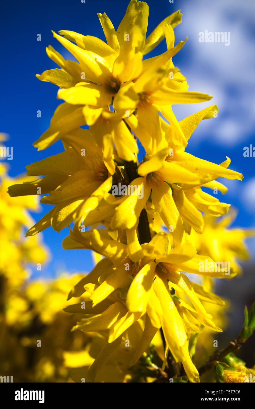 macro shot of yellow blossom of a forsythia Stock Photo