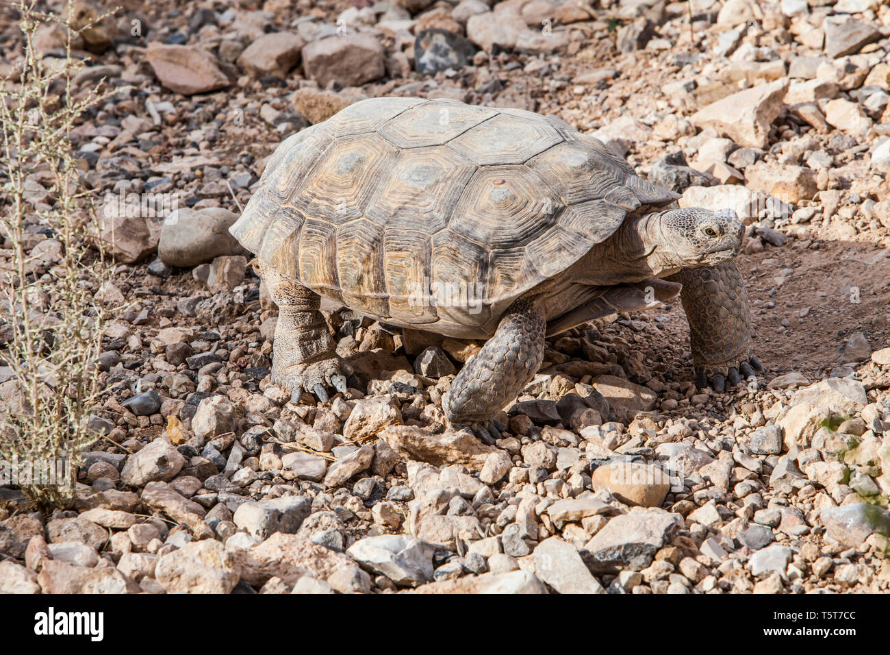 A desert tortoise at the interpretive center, Red Rock Canyons Conservation Area, Nevada, USA Stock Photo