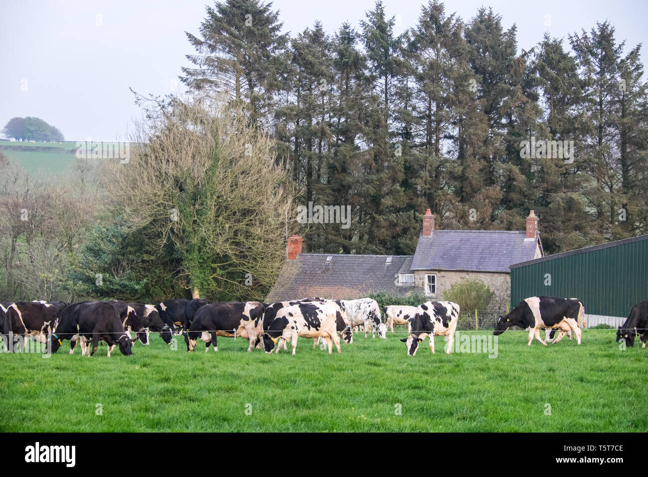 Dairy,cows,grazing,graze,in,green,grass,field,prior,to,milking,milk,production,farm,countryside,near,Llandysul,Ceredigion,Wales,Mid Wales,Welsh,UK,U.K Stock Photo