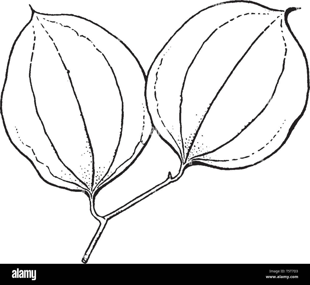 A picture showing the branch of Smilax Tree. The Leaves of Smilax tree are with several veins running from base to apex and the stems are mostly thorn Stock Vector
