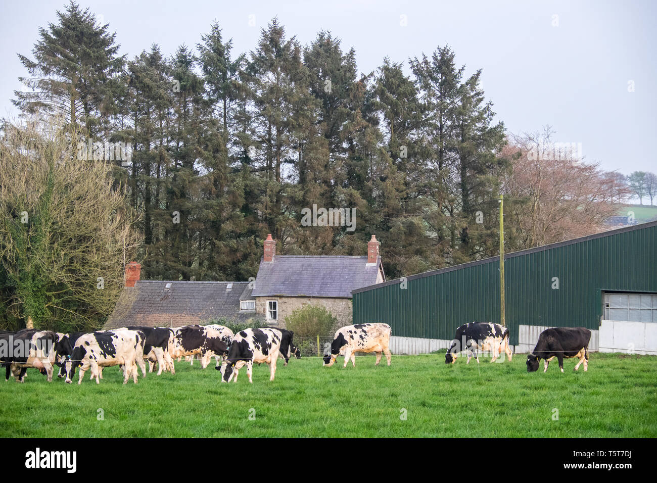 Dairy,cows,grazing,graze,in,green,grass,field,prior,to,milking,milk,production,farm,countryside,near,Llandysul,Ceredigion,Wales,Mid Wales,Welsh,UK,U.K Stock Photo