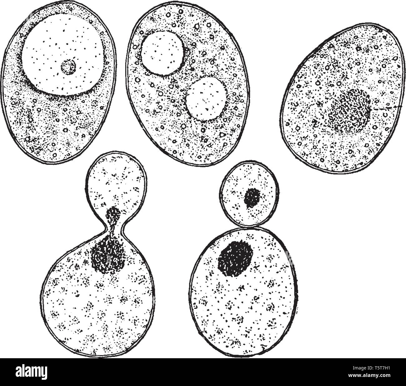 A picture showing a bit of Common Yeast Cake when mixed with Water and examined under the Microscope, vintage line drawing or engraving illustration. Stock Vector
