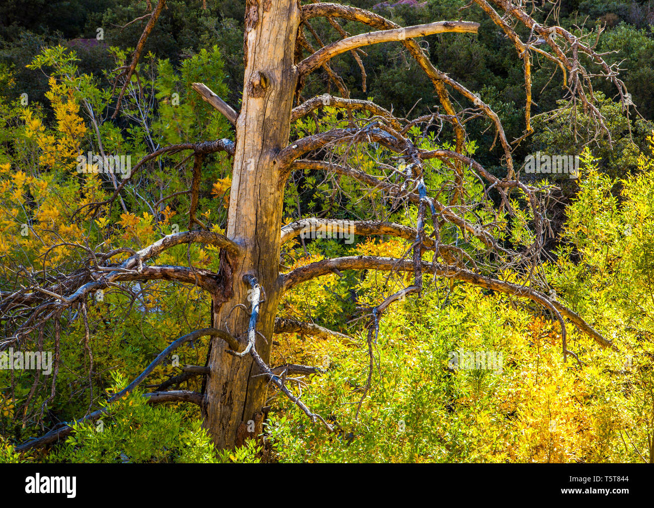 An old snag in Colored stones in Pine Canyon, Red Rock Canyons Conservation Area, Nevada, USA Stock Photo