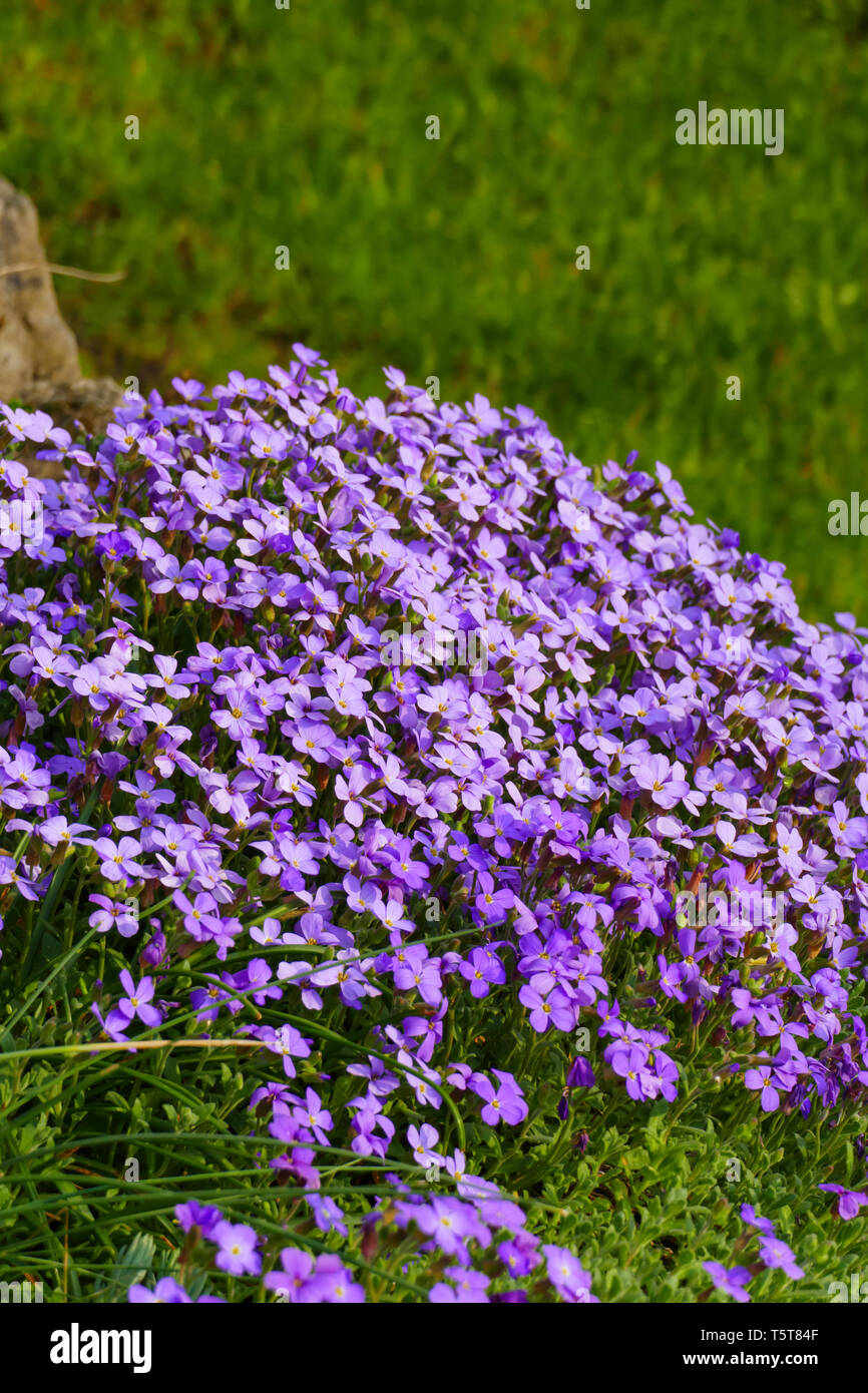 Blaukissen Steingartenpflanze, in blau lila im Frühjahr Stock Photo
