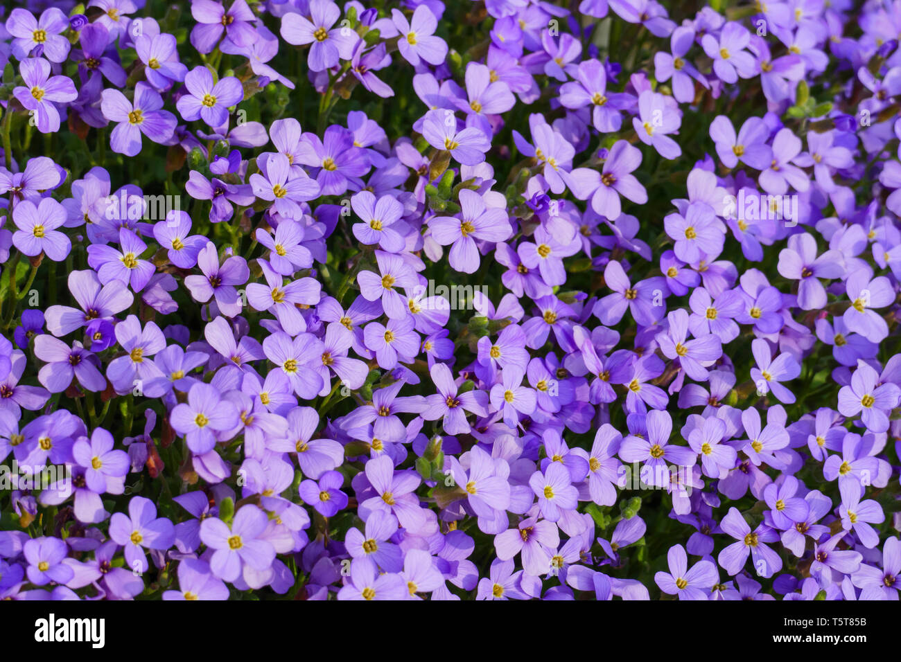 Blaukissen Steingartenpflanze, in blau lila im Frühjahr Stock Photo