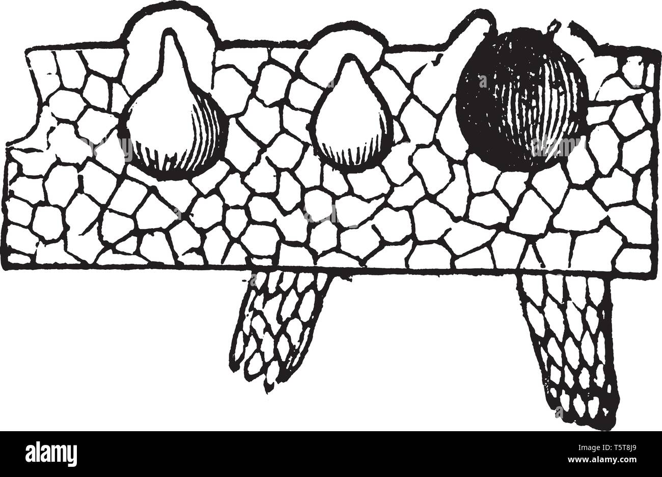 An image of riccia. It is the first cell of the gametophytic generation. In this image showing section of a part of the front and two immersed spore-c Stock Vector