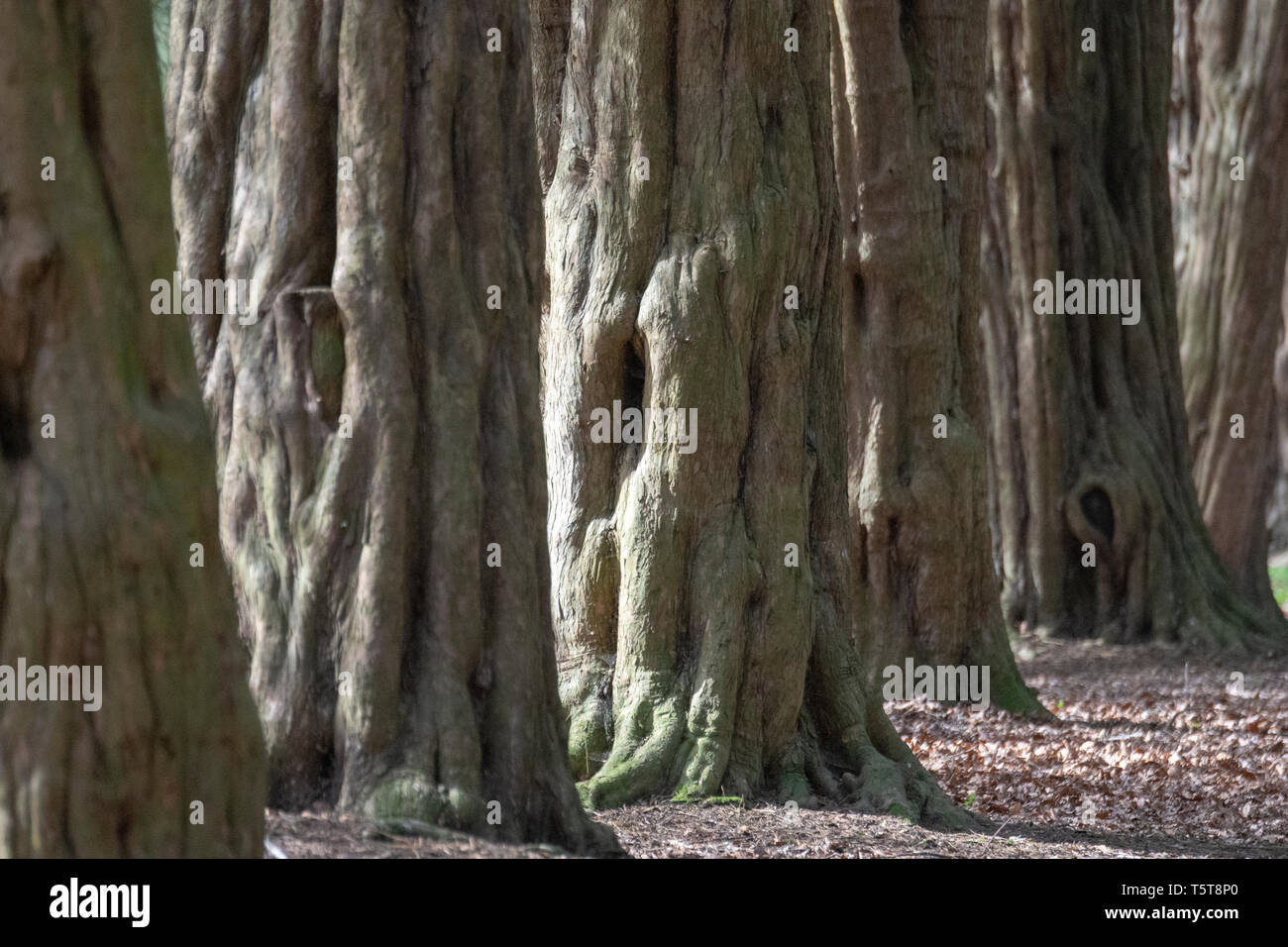 Yew trees (Taxus baccata) Stock Photo