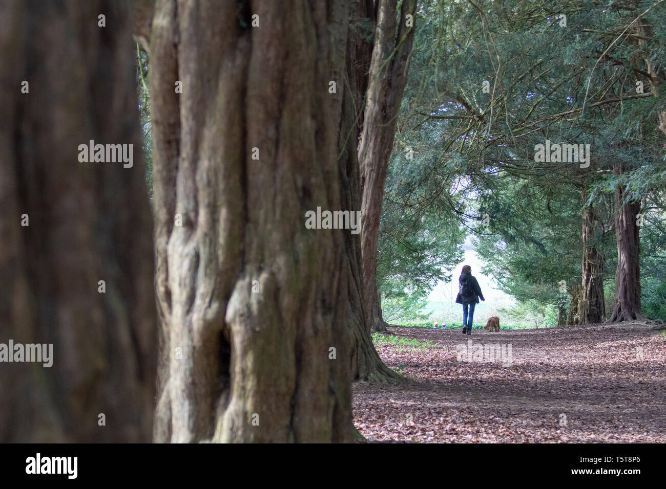 Woman walking dog along Yew tree (Taxus baccata) drive Stock Photo