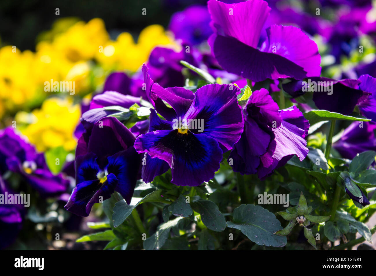 Purple flowers in Budapest Stock Photo