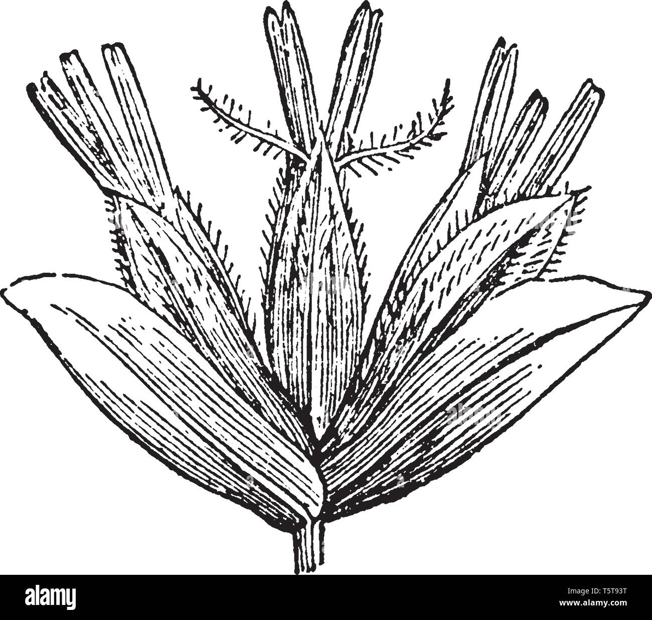 This is a picture of Phalarideae plant commonly known as Hierochloe and sweetgrass. It is found in Eurasia and North America, vintage line drawing or  Stock Vector