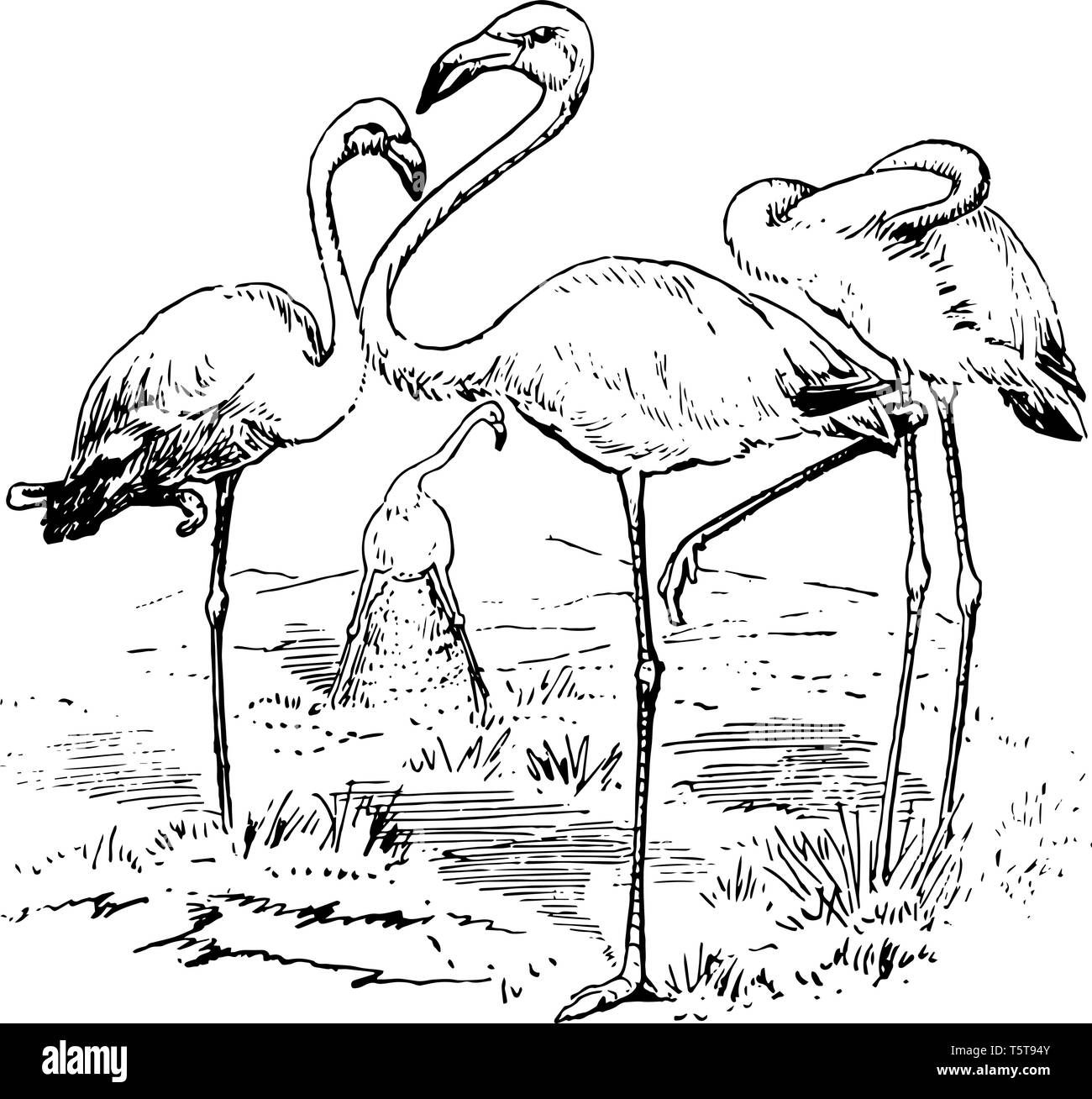 Flamingoes large wading birds vintage line drawing. Stock Vector