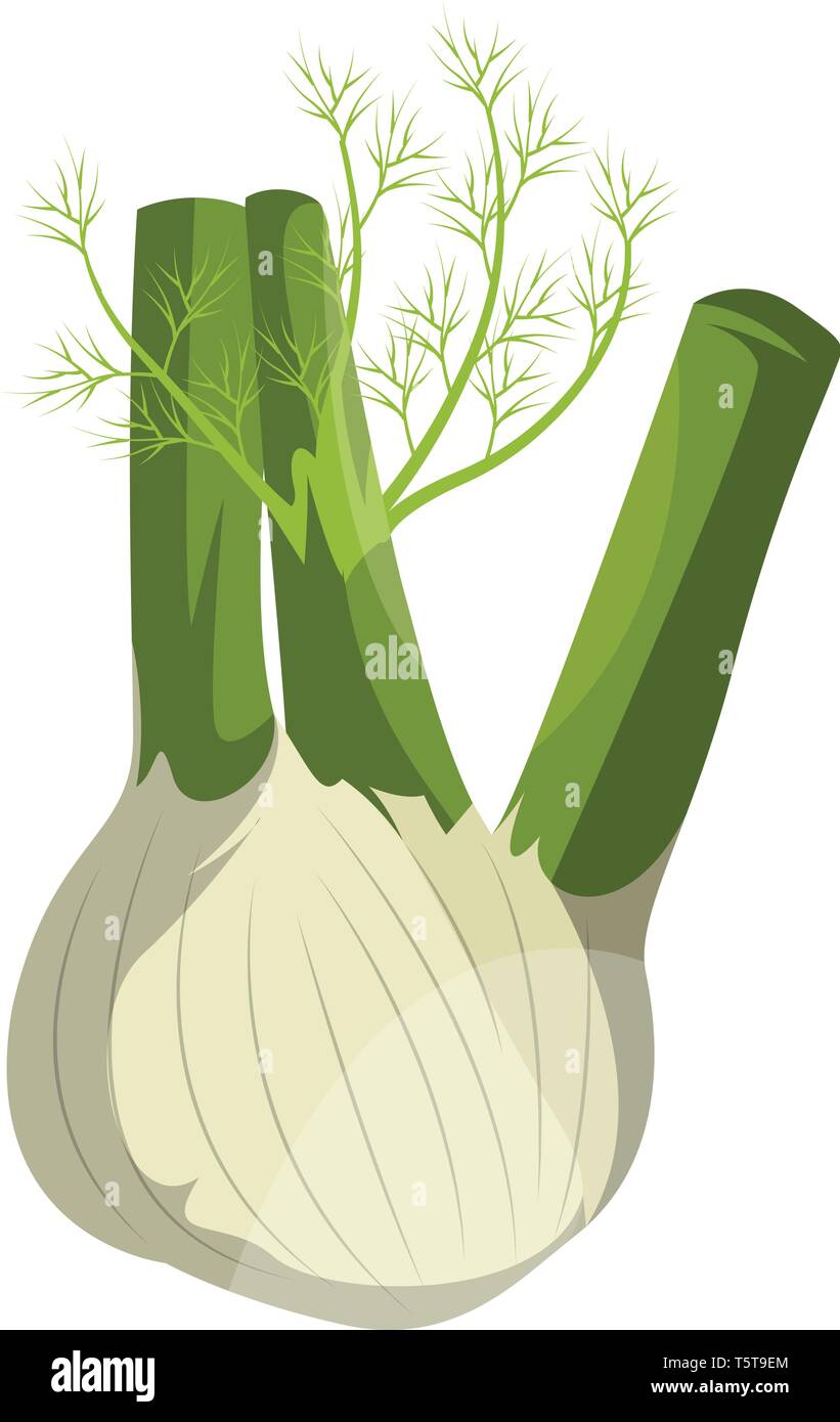 Cartoon fennel vector illustration of vegetables on white background