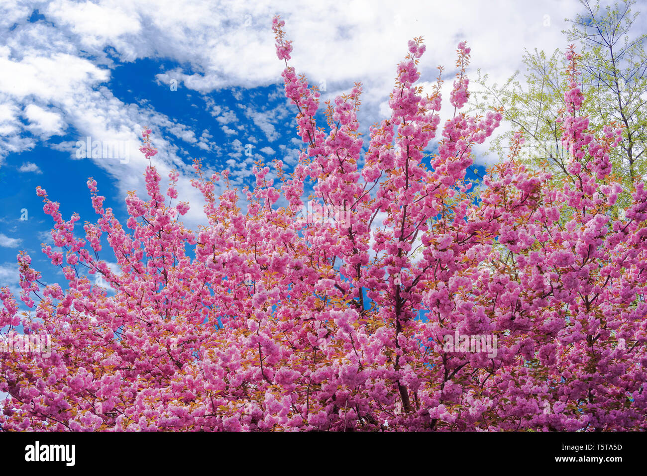 Pink Cherry Blossom in full bloom against blue sky from South East of PA, USA Stock Photo