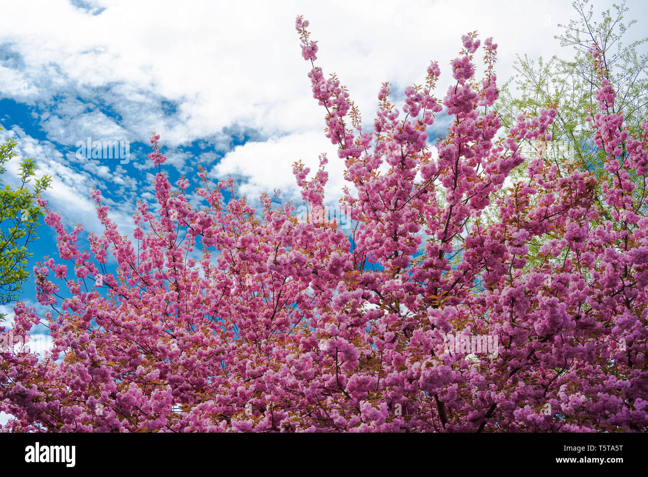 Pink Cherry Blossom in full bloom against blue sky from South East of PA USA Stock Photo