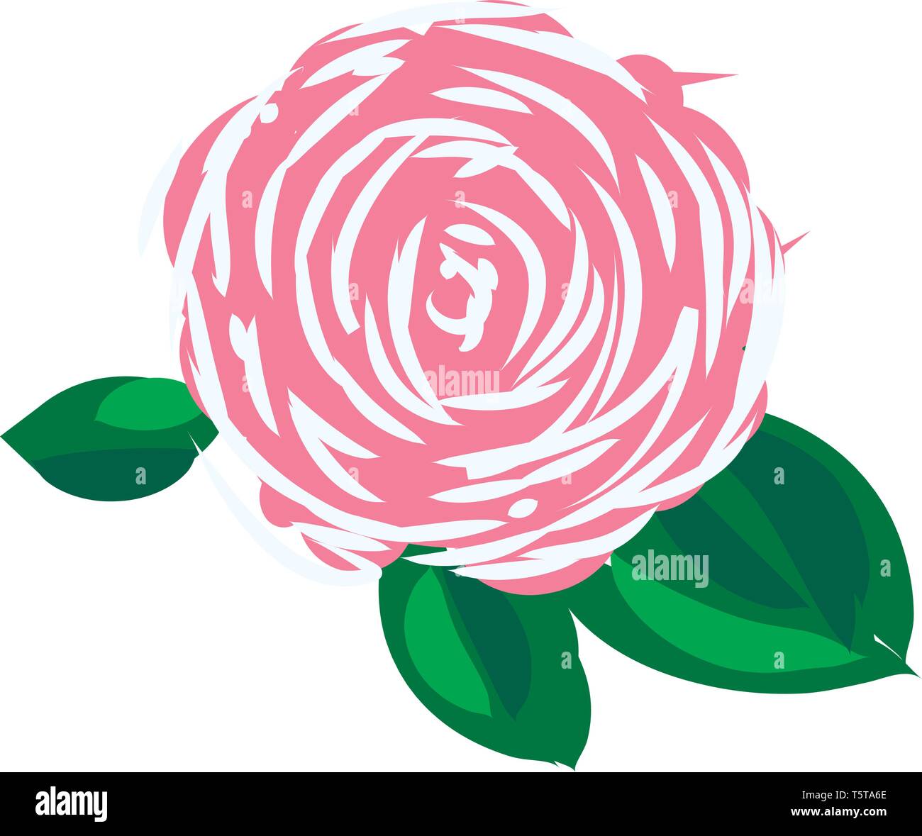 A pink and white rose having green leaves around it vector color ...