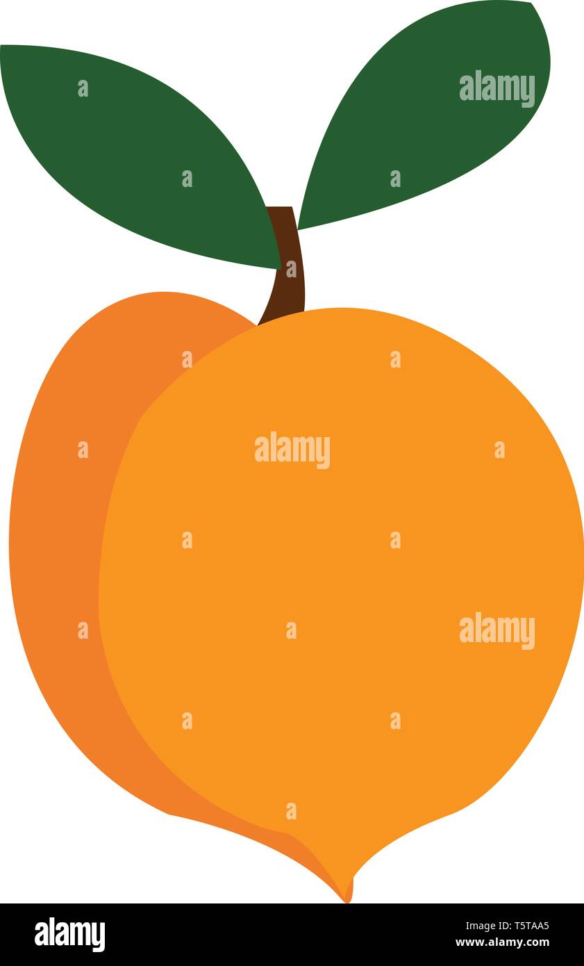 An image of a pulpy yellow mango with green leaves vector color drawing ...