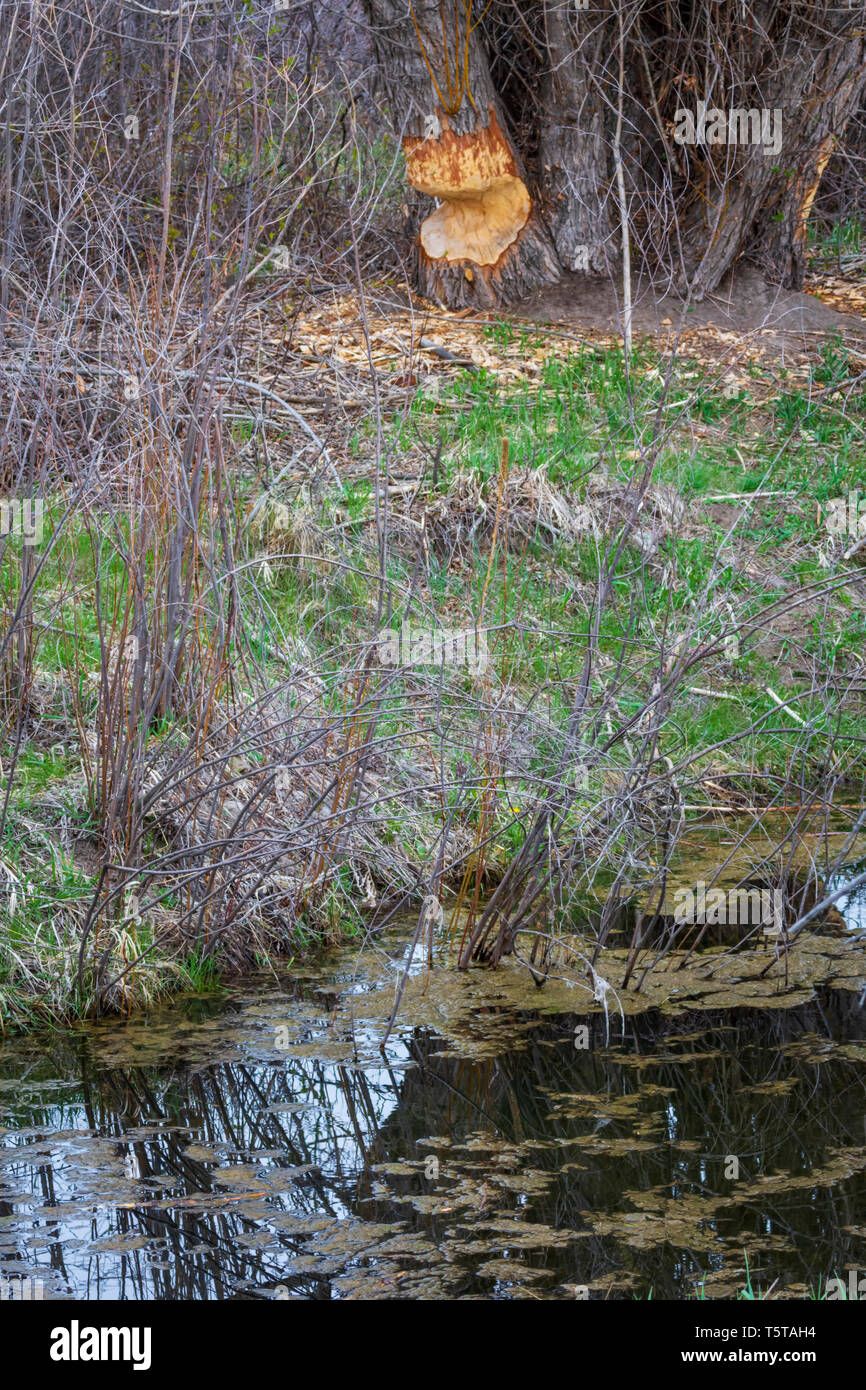 American Beaver habitat, shows creek with willows in foreground and