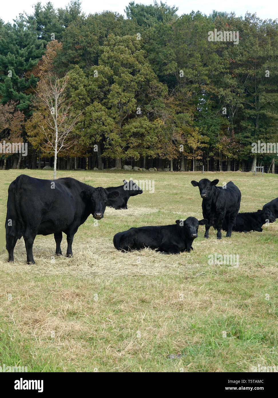 Sitting Cows High Resolution Stock Photography and Images - Alamy