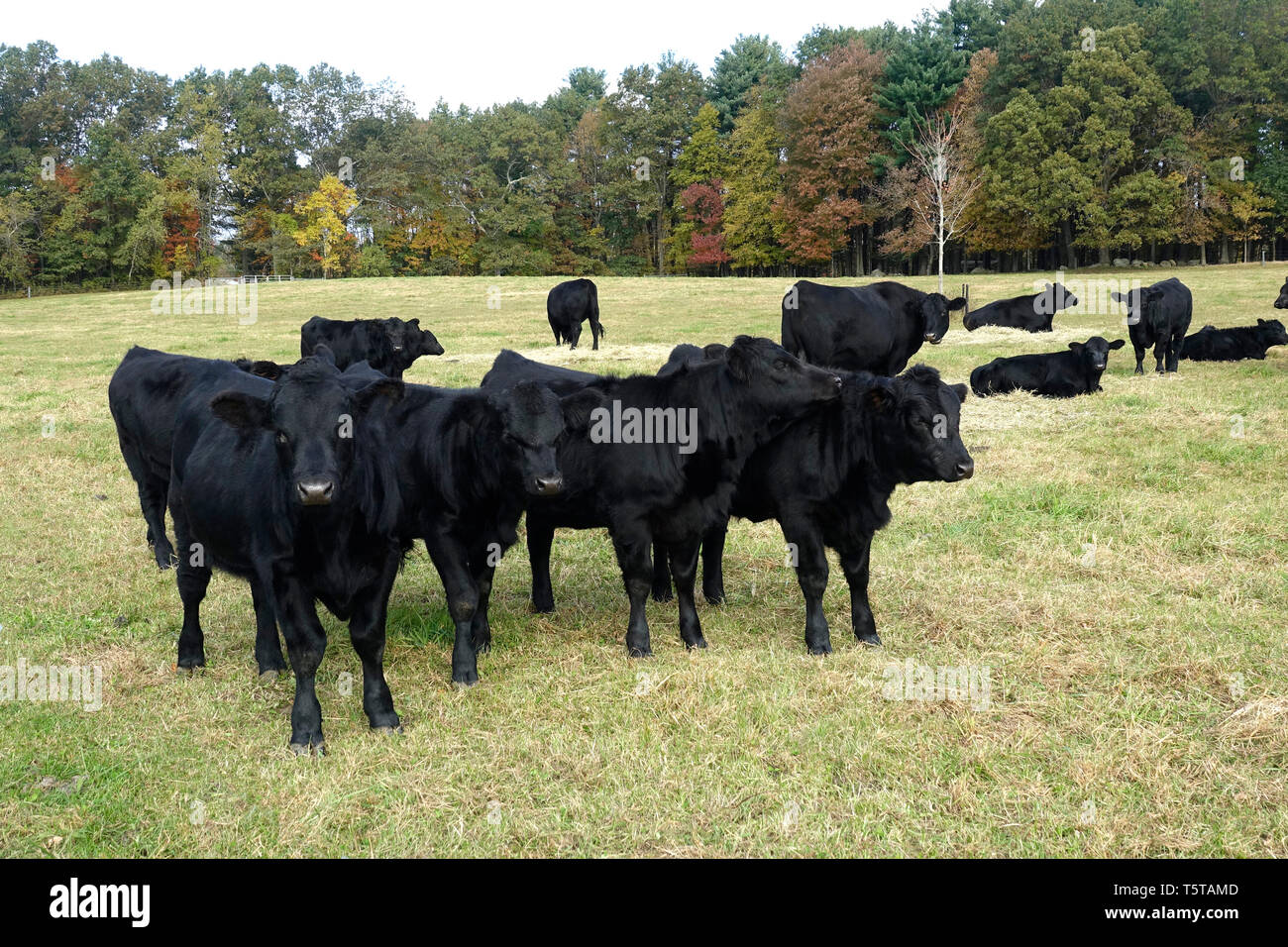 Black angus cattle photos hi-res stock photography and images - Alamy