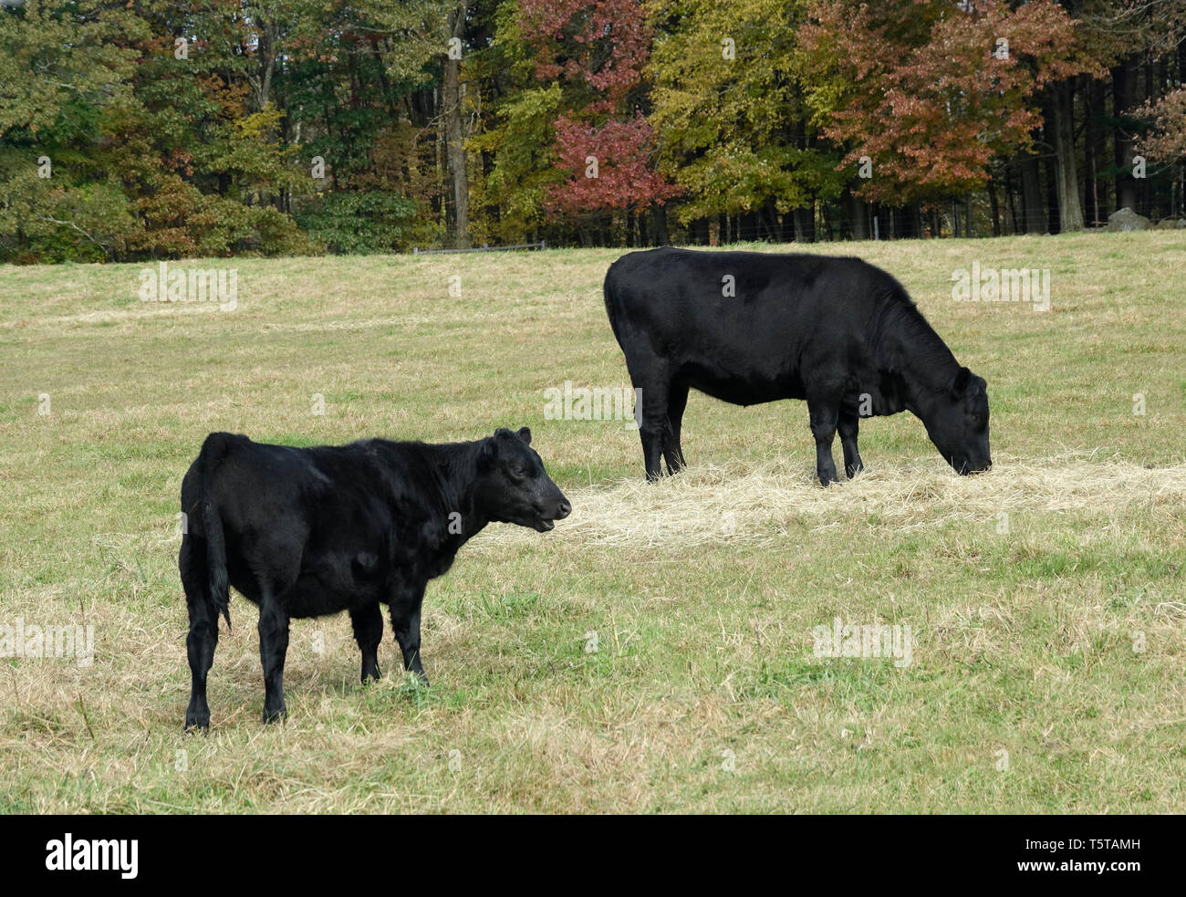 Black Cows Grazing in the Pasture Stock Photo - Alamy