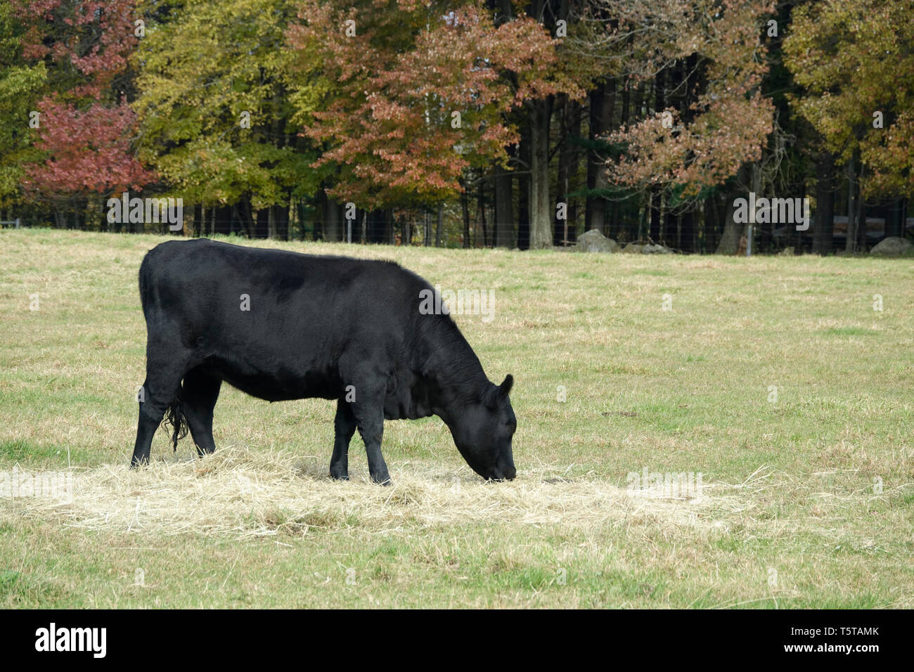 Black angus cattle photos hi-res stock photography and images - Alamy