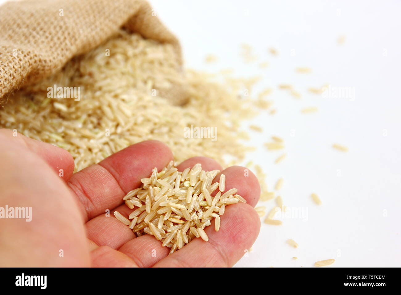 the staff is directly examining rice quality. organic rice in hand ...
