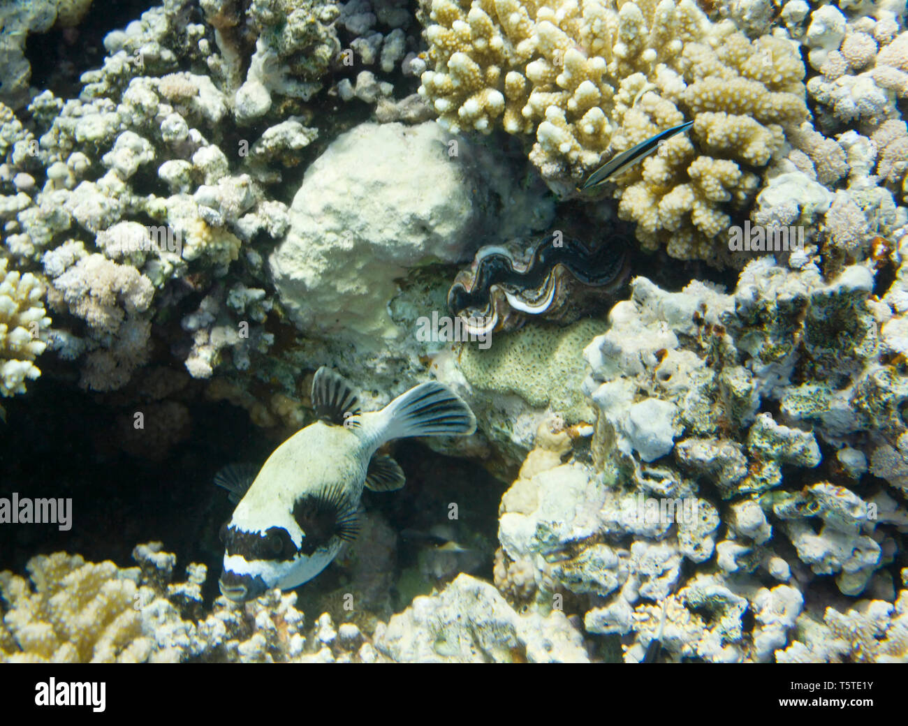 Arothron Dog Face Puffer Arothron diadematus and Tridacna maxima clam. Underwater life of Red sea in Egypt. Saltwater fishes and coral colony reef. Su Stock Photo