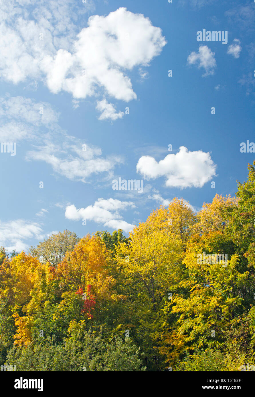 Autumn forest. Blue sky and white clouds Stock Photo - Alamy