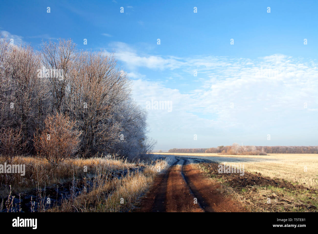 Autumn in wild forest. Frozen trees. Roat to Fall Stock Photo