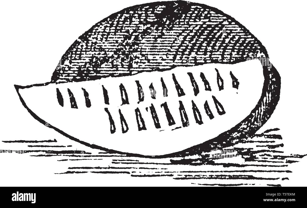 A Picture Showing The Fruit Of Melon Which Is A Well Known Delicious Fruit Vintage Line Drawing Or Engraving Illustration Stock Vector Image Art Alamy