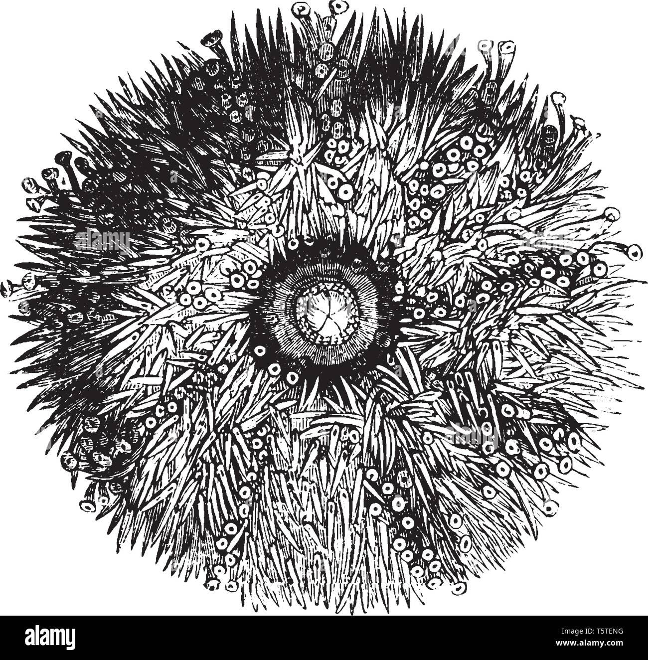 Under Side Of A Sea Urchin Showing Rows Of Suckers Among The Spines Vintage Line Drawing Or Engraving Illustration Stock Vector Image Art Alamy Buy original art worry free with our 7 day money back guarantee. https www alamy com under side of a sea urchin showing rows of suckers among the spines vintage line drawing or engraving illustration image244556860 html
